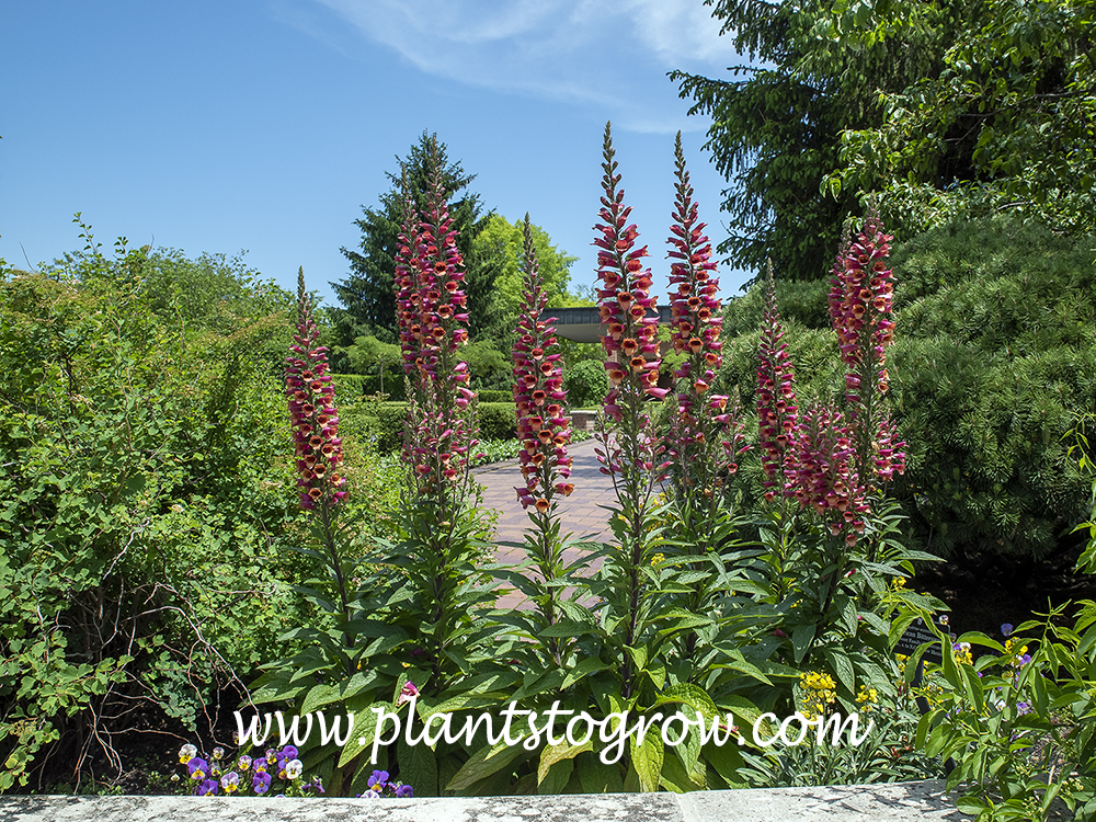 Foxlight Ruby Foxglove (Digitalis x valinii)